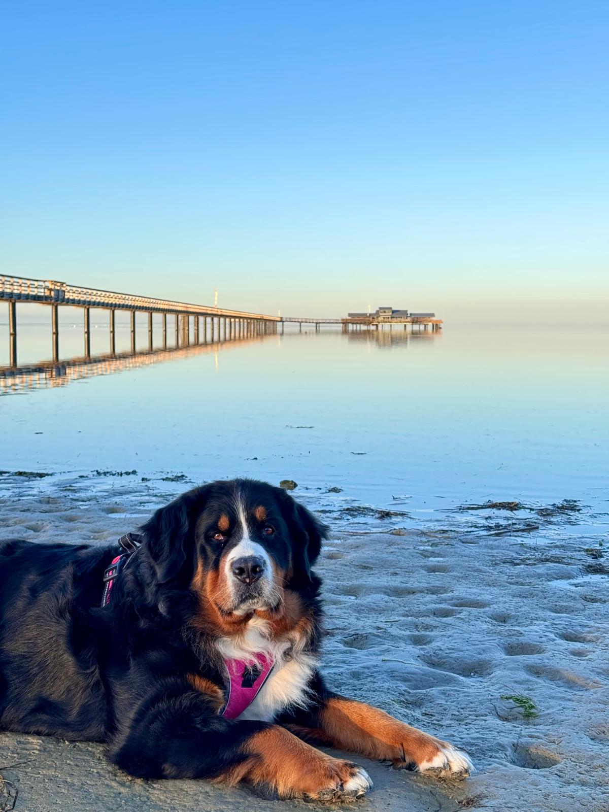 Saga vilar på en strand